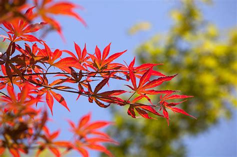 红枫树风水|枫树风水有什么讲究 